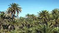 Palm Grove sebuah situs warisan UNESCO pada Palm Grove di Kota Elche