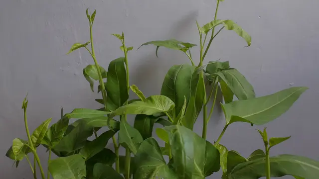 Ilustrasi kangkung