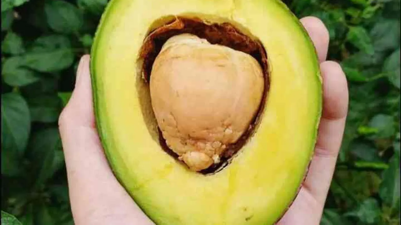 Biji Buah Alpukat
