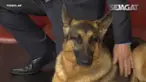 Anjing jenis German Shepherd bernama Rumor memenangkan penghargaan di Amerika Serikat.