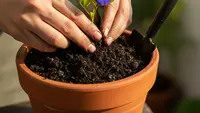 7 Cara Menanam Bunga Telang di Pot agar Cepat Tumbuh dan Berbunga Lebat