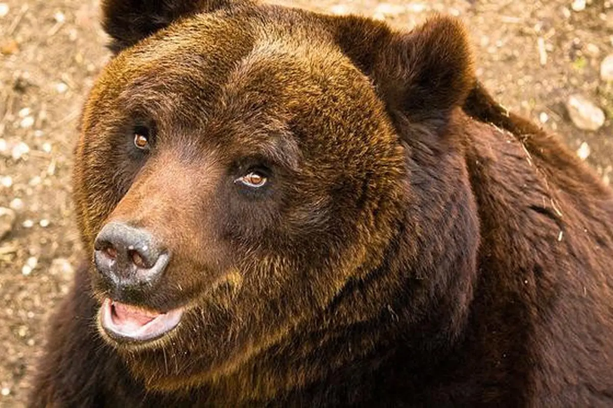 Ilustrasi beruang cokelat langka marsica (Ursus arctos marsicanus)