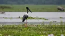 Bangau berleher hitam berdiri di tempat perlindungan satwa liar Pobitora, sekitar 60 kilometer di timur Gauhati, India, (23/5). Pobitora dinyatakan sebagai hutan yang dilindungi pada tahun 1971 dan suaka margasatwa tahun 1987. (AP Photo/Anupam Nath)