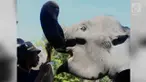 Sebanyak enam belas ekor gajah Sumatera di Pusat Pelatihan Hutan Tahura, Minas, kabupaten siak, dilakukan pemeriksaan dengan memberikan Vaksin Eheve, atau elephan eneptoria virus oleh team dokter hewan BKSDA Riau.