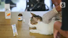 Seekor kucing saat disuntikan vaksin anti rabies secara gratis di kawasa Tebet, Jakarta, Sabtu (31/10/2020). Pemberian Vaksin Rabies gratis tersebut untuk menghindari dan mengantisipasi penyebaran penyakit rabies kepada hewan peliharaan. (Liputan6.com/Faizal Fanani)