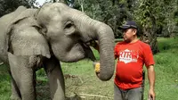 Gajah yang diberi obat anti-cacing ‎harus jinak dan masuk dalam kawasan konservasi. (Liputan6.com/M Syukur)