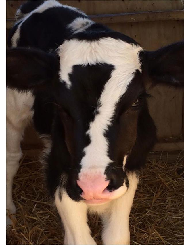 Selain Kucing, 7 Hewan Ini Punya Corak Bulu Bentuk Unik Sedari Lahir