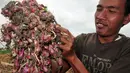 Seorang petani menunjukkan bawang merah yang rusak setelah terendam banjir di Desa Padasugih, Brebes, Jateng, Rabu (11/2/2015). Karena cuaca buruk, harga bawang  turun dari Rp 9.000/kilo menjadi Rp 6.000/kilo. (Antara Foto/Oky Lukmansyah)