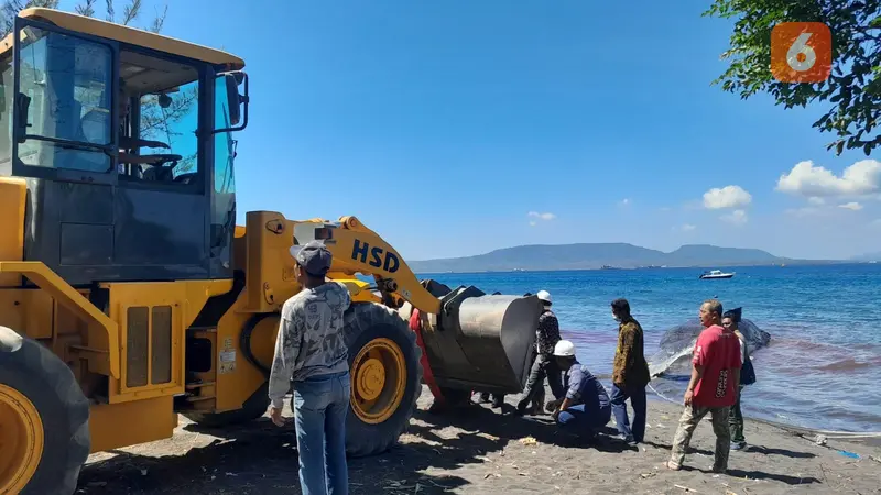 Sejumlah alat berat dikerahkan untuk evakuasi bangkai paus dari perairan Bulusan Banyuwangi. (Hermawan Arifianto/Liputan6.com)