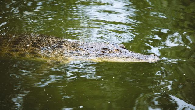 Ilustrasi anak buaya