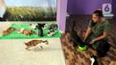 Pegawai memberi makan kucing-kucing disabilitas di Rumah Blendy untuk Kucing Disabilitas di kawasan Sawangan, Depok, Jawa Barat, Kamis (15/12/2021). Rumah Blendy untuk Kucing Disabilitas menampung sekitar 70 kucing yang cacat dan terlantar. (merdeka.com/Arie Basuki)
