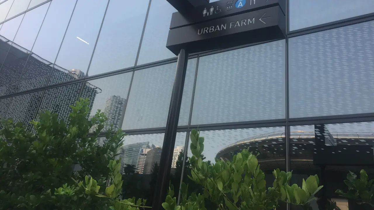 Penggagas komunitas bertani bernama Edible Garden City kerap memanfaatkan atap-atap gedung bertingkat menjadi lokasi strategis mereka. (Liputan6.com/Muhammad Radityo Priyasmoro)