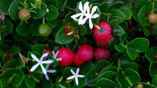 Foto: Copyright ListVerse.com