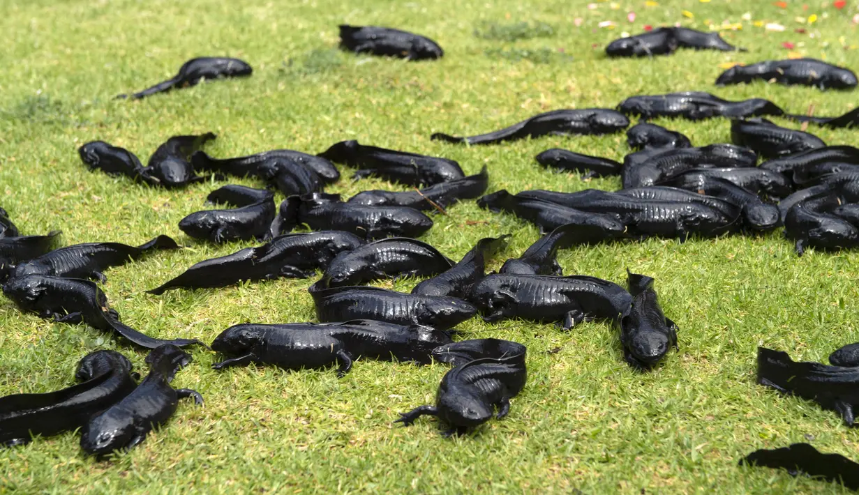 Hewan sejenis amfibi Ajolote (Ambystoma mexicanum) berada di pusat konservasi saat Ajolote Preservation Event di mana tindakan pelestarian spesies endemik yang terancam punah ini dibahas di Xochimilco, Mexico City, Meksiko, 16 Februari 2022. (CLAUDIO CRUZ/AFP)