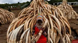 Warga dari suku tradisional Maasai berpose di dekat tumpukan gading yang disita Petugas Patroli Kenya, Jumat (28/4/2016). Gading gajah sebanyak 105 ton tersebut rencananya akan dimusnahkan dengan dibakar. (Reuters/Thomas Mukoya)