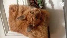 Wanita asal Selandia Baru itu menyulap bangkai kucing menjadi sebuah tas.