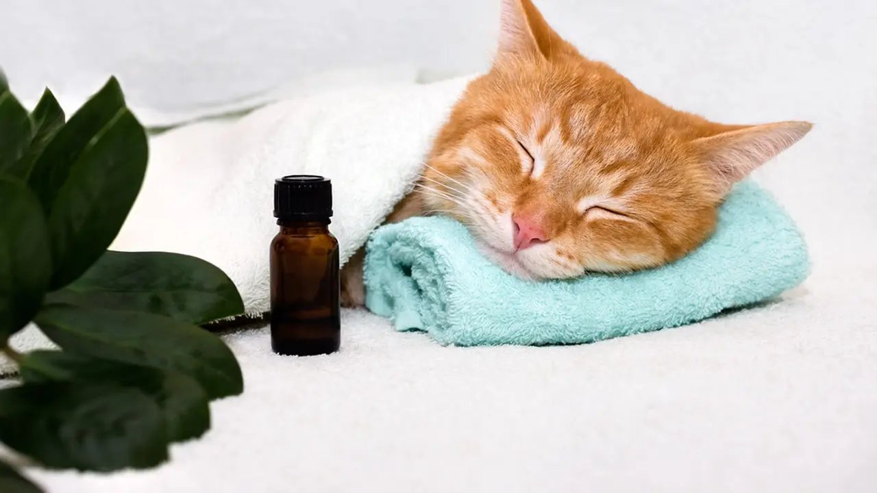 Cat Massage, Aktivitas Menenangkan dengan Manfaat Kesehatan bagi Kucing