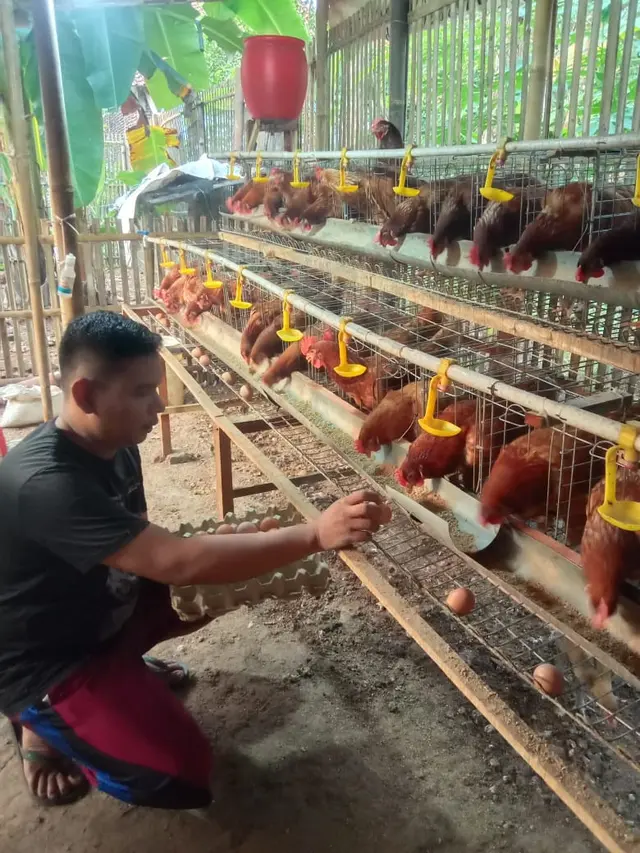 Tips Pelihara Ayam