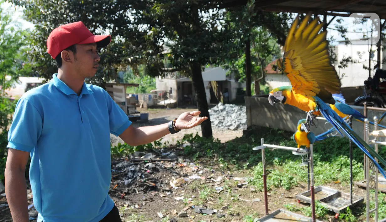 Pelatih Burung Paruh Bengkok Albi (30) melatih burung Blue and Gold Macaw (Ara Ararauna) di sekolah burung miliknya di Cipayung, Depok, Jawa Barat, Selasa (24/5/2022). Pelatihan burung termasuk pakan dengan lama pelatihan 3 minggu sampai 3 bulan tergantung karakter dan kecerdasan burung. (merdeka.com/Arie Basuki)