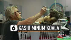 Banyak hewan di Australia yang terlantar akibat kebakaran hutan. Salah satunya koala yang dehidrasi.