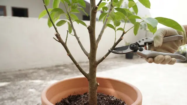 Cara Mengerdilkan Pohon Matoa agar Berbuah di Pot