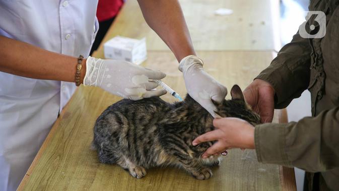 Seekor kucing saat disuntikan vaksin anti rabies secara gratis di kawasa Tebet, Jakarta, Sabtu (31/10/2020). Pemberian Vaksin Rabies gratis tersebut untuk menghindari dan mengantisipasi penyebaran penyakit rabies kepada hewan peliharaan. (Liputan6.com/Faizal Fanani)