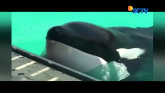 Wikie, Paus Pembunuh Pertama yang Mampu Tiru Kata Manusia