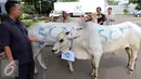 Sapi yang dikurbankan SCM untuk Idul Adha 1437H, Jakarta, Jumat (9/9). Idul Adha tahun ini, SCM berkurban 5 ekor sapi dan 57 ekor kambing. (Liputan6.com/Helmi Afandi)