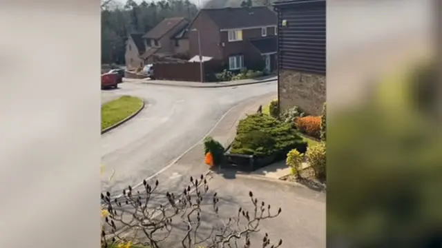 Viral Pria Menyamar Jadi Semak-Semak, Keluar Rumah Saat Karantina Virus Corona