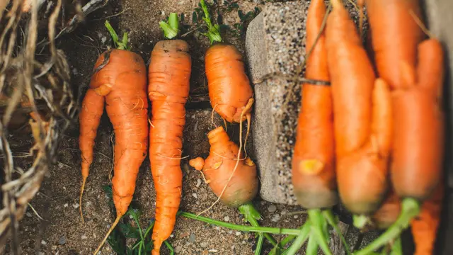 3. Meningkatkan Daya Tahan Tubuh