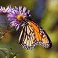 Kupu-kupu jadi salah satu hewan paling setia di dunia (pixabay)