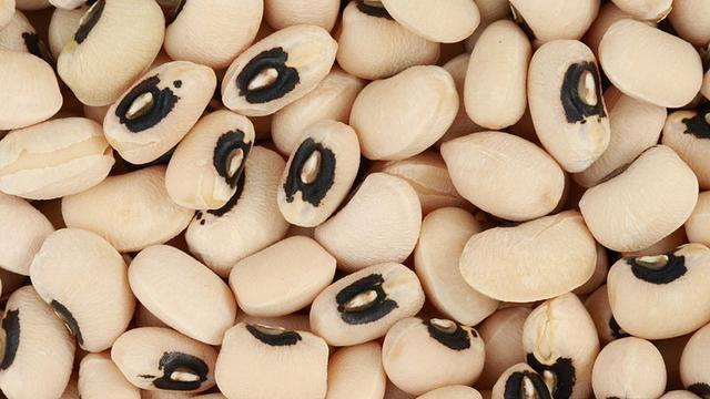 Ilustrasi kedelai hitam (Wikipedia/Creative Commons)