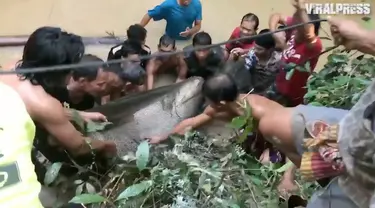 Ditemukan lele raksasa seberat 400 kilogram di sungai Mekong. Warga pun membantu untuk menyelamatkan lele tersebut.