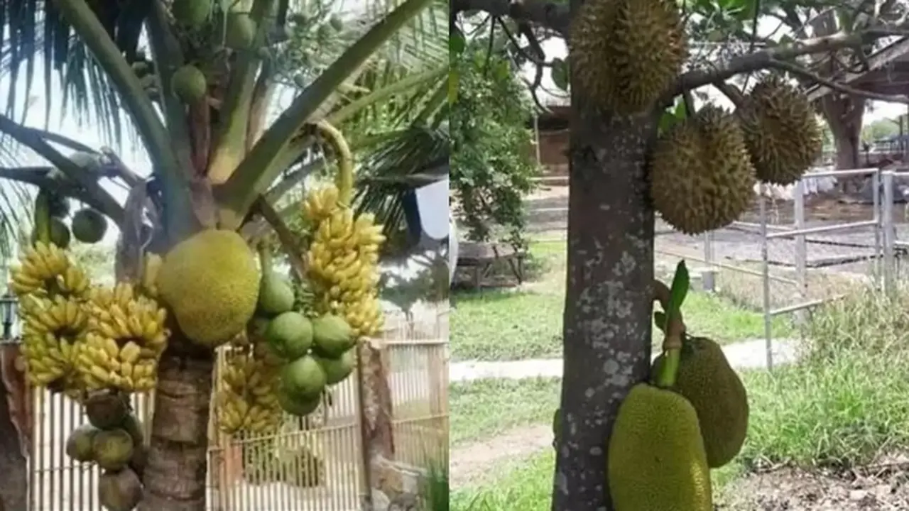 6 Potret Buah Tumbuh di Pohon yang Tak Sesuai Ini Bikin Bingung, Absurd