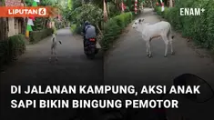 Aksi seekor anak sapi berkeliaran di jalanan perkampungan mengundang perhatian