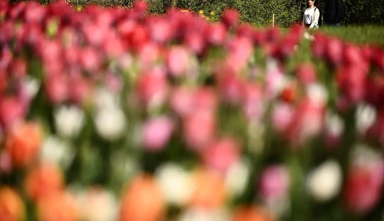 Pengunjung berjalan melewati hamparan bunga tulip di taman Kastil Pralormo di Pralormo, dekat Turin (11/4/2022). Lebih dari 75.000 bunga tulip bermekaran di waktu yang sama waktu dan mengumumkan kedatangan musim semi. (AFP/Marco Bertorello)