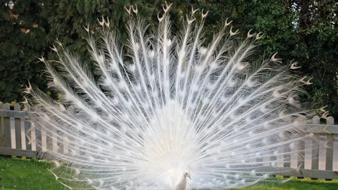 Hewan Albino yang Lucunya Bisa Bikin Kamu Melongo