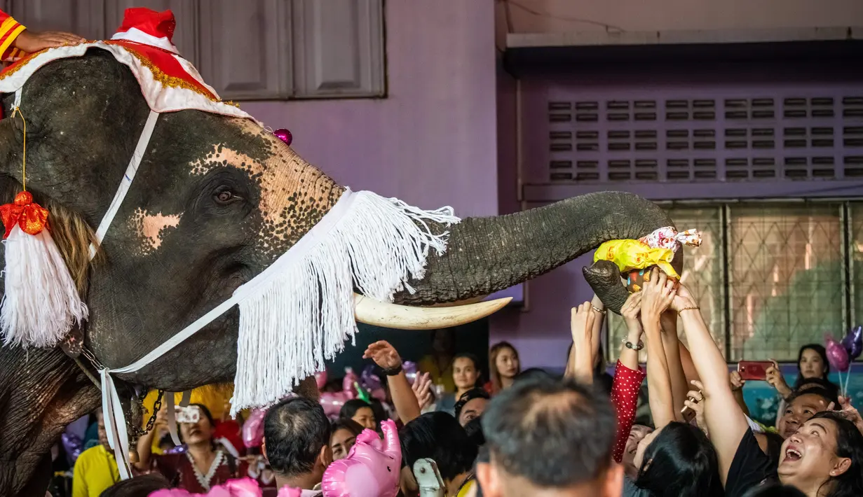 Gajah berkostum sinterklas memberikan hadiah kepada para siswa saat perayaan Natal di sekolah Jirasartwitthaya, Provinsi Ayutthaya, Thailand, Senin (23/12/2019). Kendati warga Thailand sebagian besar beragama Buddha, perayaan Natal adalah hal biasa. (Mladen ANTONOV/AFP)