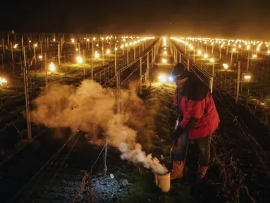 Petani anggur Patrick Clavelin memperbaiki lilin anti-beku besar di kebun anggur di wilayah Jura, di Le Vernois, Prancis tengah (4/4/2022). Penurunan suhu April di sekitar Prancis mengancam kebun anggur dan tanaman penting lainnya.  (AP Photo/Laurent Cirpriani)