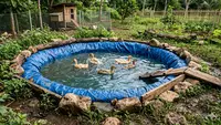 Rahasia Kolam Bebek Tetap Bersih dan Tidak Bau, Panduan Lengkap Pengelolaan Efektif