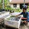 Ide Ternak Mini Pakai Box Styrofoam di Rumah. Gemini
