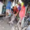 Ketika 1.200 Babi Hidup di Tengah Permukiman