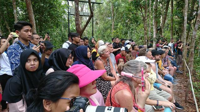 Terpukau Orangutan di Tanjung Harapan Kalimantan