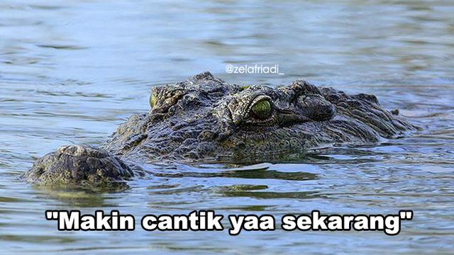 6 Meme Modus Buaya Darat Ala Netizen Ini Sukses Bikin Geregetan Hot Liputan6 Com Sebagai seorang buaya darat, seorang pria tidak cukup hanya memiliki satu perempuan saja. 6 meme modus buaya darat ala netizen