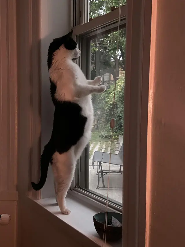 10 Potret Lucu Kucing Berdiri dengan Dua Kaki Ini Gemas Banget