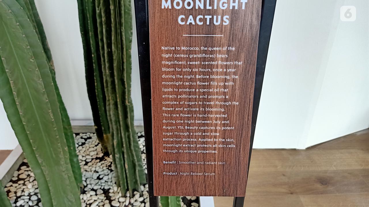 Serum Berbahan Kaktus