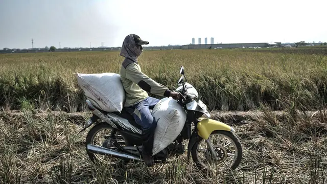 Panen Raya Padi Ibu Kota