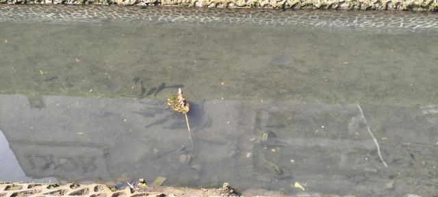 Ikan Sapu-Sapu Bersifat Omnivora