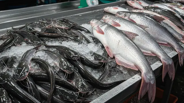 Perbandingan Ternak Ikan Lele dan Patin. AI