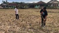 Petani saat menunjukan lahan persawahan yang terlantar akibat irigasi rusak di di Kedusunan Leuwipendeuy dan Kedusunan Padabeunghar, Desa Padabeunghar, Kecamatan Jampangtengah, Kabupaten Sukabumi. (Liputa6.com/Fira Syahrin).